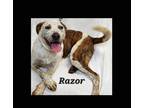 Adopt Razor a Brindle - with White Blue Heeler / Hound (Unknown Type) dog in