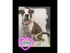 Adopt Carter a Brindle - with White Pit Bull Terrier dog in Lexington