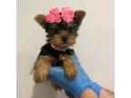 Yorkshire Terrier Puppy for sale in Mesa, AZ, USA