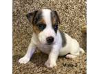 Parson Russell Terrier Puppy for sale in Copperhill, TN, USA