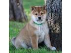 Shiba Inu Puppy for sale in Platteville, WI, USA