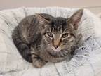 Adopt Bella Donna (HOM) a Domestic Shorthair cat in San Angelo, TX (36594211)