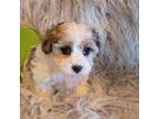 Maltipoo Puppy for sale in Republic, MO, USA