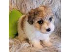 Maltipoo Puppy for sale in Republic, MO, USA