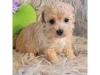 Poodle (Toy) Puppy for sale in Republic, MO, USA