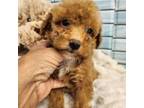 Poodle (Toy) Puppy for sale in Spraggs, PA, USA