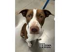 Adopt Hoss a White - with Black Hound (Unknown Type) dog in Catoosa