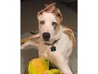 Adopt Fig a White - with Tan, Yellow or Fawn Catahoula Leopard Dog / Mixed Breed
