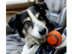 Adopt Jessie a Black - with White Border Collie / Australian Shepherd dog in