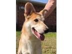 Adopt Elsa a Tan/Yellow/Fawn - with White Labrador Retriever / German Shepherd