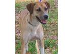 Adopt Marti a Tan/Yellow/Fawn - with White Labrador Retriever / Mixed Breed