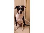 Adopt Puddin' a Black - with White Border Collie / Catahoula Leopard Dog dog in