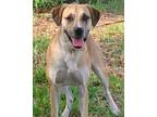 Adopt Sami a Tan/Yellow/Fawn - with White Boxer / Labrador Retriever dog in