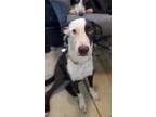 Adopt Kane a Brown/Chocolate - with White Border Collie / Australian Shepherd