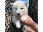 Siberian Husky Puppy for sale in Brainerd, MN, USA