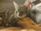 Adopt Scarlet a Brown Tabby Domestic Shorthair / Mixed cat in Modesto