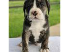 Bulldog Puppy for sale in Dundee, OH, USA