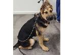 Adopt Braden a Black - with Tan, Yellow or Fawn German Shepherd Dog dog in Ben