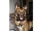 Adopt Maia a Black - with Tan, Yellow or Fawn German Shepherd Dog / Belgian