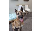 Adopt Lyla (AKA Beatrix) a Tan/Yellow/Fawn - with Black German Shepherd Dog /