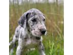 Great Dane Puppy for sale in Green Sea, SC, USA