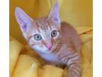 Adopt Diamond's kitten - Zircon a Domestic Shorthair (short coat) cat in Jessup