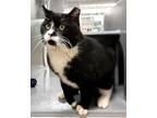 Adopt Papa Gil a Domestic Shorthair / Mixed cat in Jessup, MD (30315615)