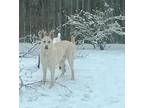 Adopt Snow a White German Shepherd Dog dog in Jessup, MD (37381332)