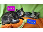 Adopt Morgan a Gray or Blue (Mostly) Domestic Shorthair (short coat) cat in