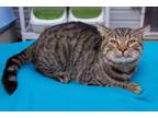 Adopt Sergio a Domestic Shorthair cat in Jessup, MD (29900651)