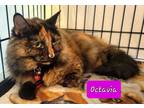 Adopt Octavia a Brown or Chocolate (Mostly) Domestic Longhair (long coat) cat in