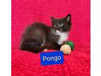 Adopt Rescued kittens - Pongo a Black & White or Tuxedo Domestic Mediumhair cat