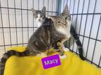 Adopt Macy a Domestic Shorthair cat in Jessup, MD (33921076)