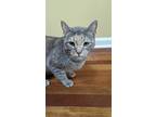 Adopt Frida Khato a Domestic Shorthair (short coat) cat in Jessup, MD (37942964)