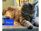 Adopt Dean a Domestic Mediumhair (long coat) cat in Jessup, MD (38254928)