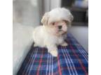 Shih Tzu Puppy for sale in Hazleton, PA, USA