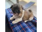 Shih Tzu Puppy for sale in Queens, NY, USA