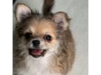 Chihuahua Puppy for sale in Columbia, NJ, USA