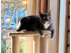 Adopt Benny Lew a Gray or Blue (Mostly) Domestic Shorthair / Mixed (short coat)