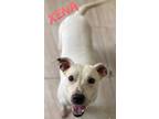 Adopt Xena a Terrier (Unknown Type, Small) / Mixed dog in El Dorado