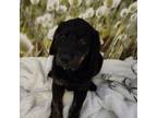 Labrador Retriever Puppy for sale in Redding, CA, USA