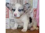 Cardigan Welsh Corgi Puppy for sale in San Marcos, TX, USA
