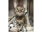 Adopt Mama a Domestic Shorthair / Mixed cat in Poughkeepsie, NY (37374056)