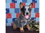 Australian Cattle Dog Puppy for sale in San Marcos, TX, USA