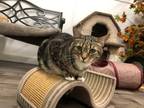 Adopt Bailey a Domestic Shorthair / Mixed (short coat) cat in Meriden