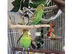 Adopt Forest a Parakeet - Other bird in Elizabeth, CO (41477138)