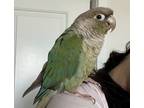 Adopt Frankie a Conure bird in Elizabeth, CO (41477137)