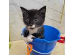 Adopt oden a Black & White or Tuxedo Domestic Shorthair (short coat) cat in