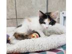 Adopt Jolene a Domestic Shorthair / Mixed cat in Albuquerque, NM (41477087)