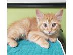 Adopt John a Domestic Shorthair / Mixed cat in Albuquerque, NM (41477086)
